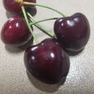 Meet your Posher, Socorro